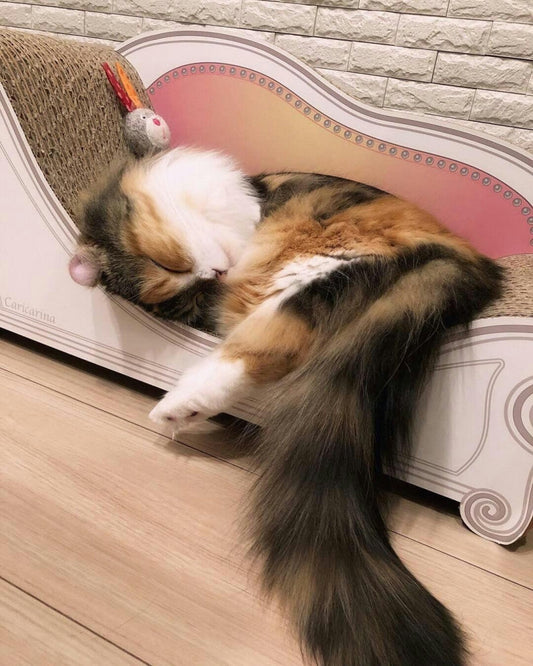 マンチカンのcaraちゃん