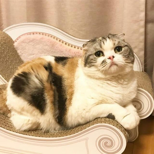 スコティッシュフォールドのみーちゃん