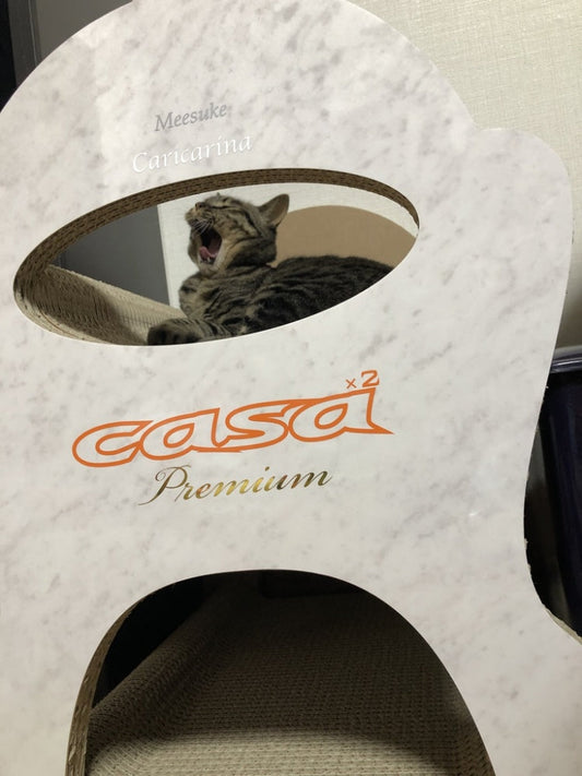 大理石柄の casa premium でまったり?みーすけちゃん