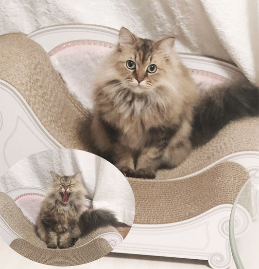 チンチラゴールデンのねこたさん