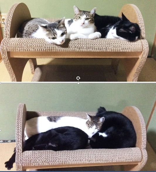 4匹の多頭飼い（ぶち　きぬ　つむぎ　もか）とCasaルンガ