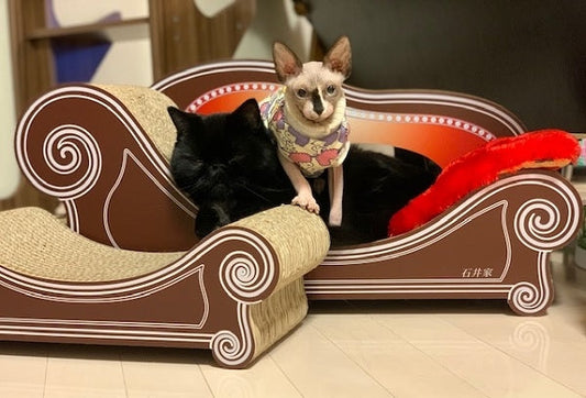 猫マスターとお揃いのあなた色♪　フォカッチャ君とチャパタちゃん