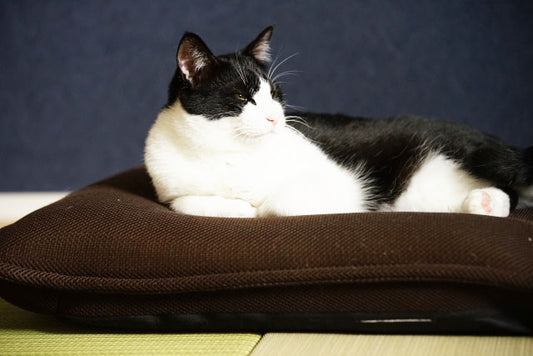 「猫」という漢字には大事なものを守る意味がある、ってことなので、カリカリーナも漢字にしたらいいんじゃニャイ？