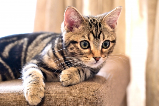 【2024年】猫の日に行きたいイベント3選！都内で気軽に行ける猫イベントを紹介