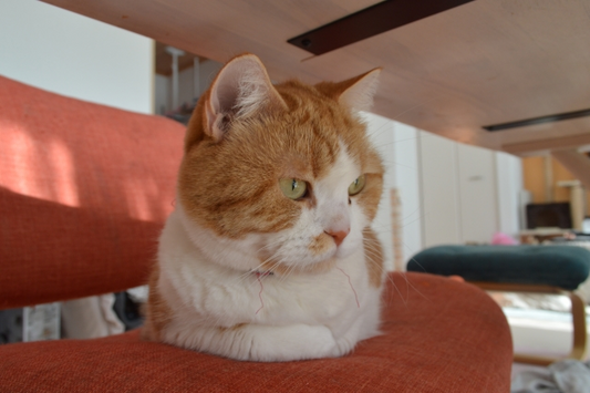 人のように座る猫がいる！？猫は色々な座り方をする動物だった！