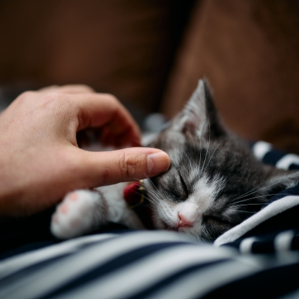 猫の鳴き声には種類がある！鳴き声を聞いて猫の気持ちを理解しよう！