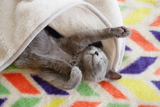 【2024年版】猫の名前ランキングを発表！1位を獲得したのは大人気のあの名前でした！