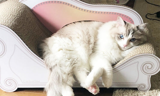 大満足で寛ぐラグドールのアズロ君