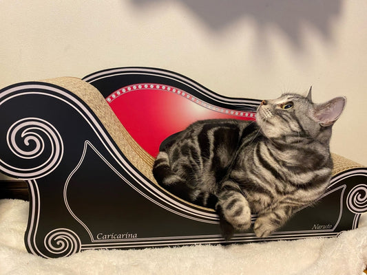 あなた色のソファーに美しい毛並みのナルトくん