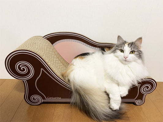 大好きなご家族のベッドと同じ色のソファーのミケランジェラちゃん