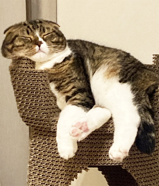 CASTELLOグランデでまったり寛ぐスコティッシュフォールドのまるくん