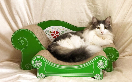 夏限定のcoppoが良くお似合いのぽんたくん