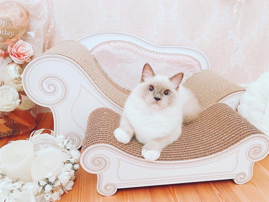 ハーフバースデーにLuce ピンクをもらったラグドールのYuzurihaちゃん