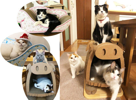 たくさんの猫ちゃんにたくさんのカリカリーナ