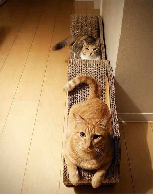 新旧カリカリーナを1台ずつ使ってくれている　とら君とさくらちゃん