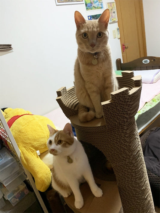 Castello グランデを仲良く使う　アレン君とララン君