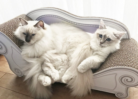 あなた色のソファー　グランデサイズで仲良くゴロンのSUN君とLUNAちゃん