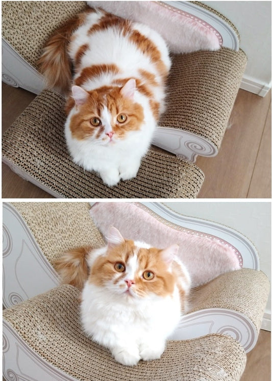 スコティッシュストレートの Peche君 & Luceちゃん