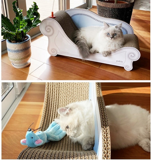 爪とぎしてからご飯ちょーだい♪　マンチカンのユキト君