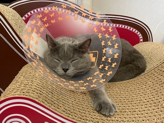 エリザベスカラーでもまったり、シャルトリュー の想（そう）くん