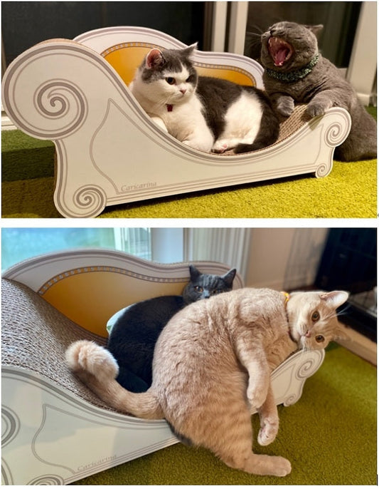 4匹のブリティッシュショートヘアの男の子