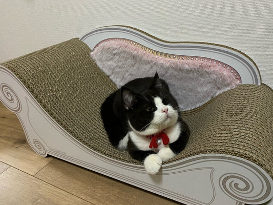 カリカリーナは1発で爪研ぎをしてくれた♪　プリンセスたびお君