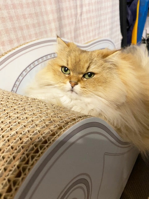 頭を乗せる角度を満喫♪　チンチラゴールデンのティアラちゃん