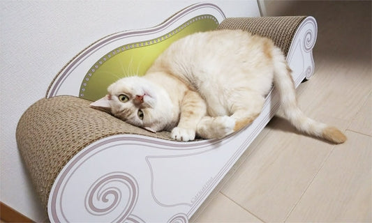 ソファーでツンデレな表情が可愛い?　アメリカンショートヘアのMJ