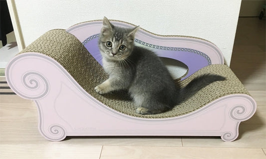 大きくなったら爪とぎするにゃ?　スコティッシュフォールドのるるちゃん