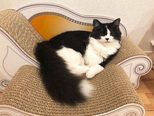 スツールを気に入ってくれてあなた色を追加　マンチカンのふう子さん