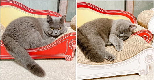 スタンダードからグランデ＋スツールへ　大きくなったリンダちゃん