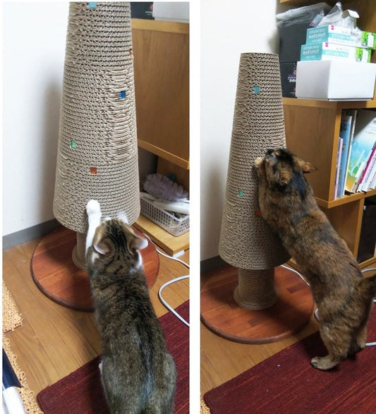 matitaをクリスマス仕様に！張り合って爪とぎするさばこちゃん＆こさちゃん