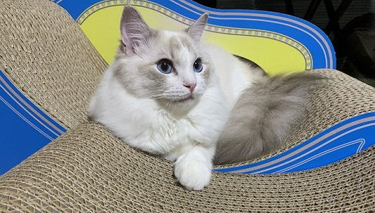 秋限定のあなた色で瞳の色と同じ色のソファー♪　ラグドールのてん君