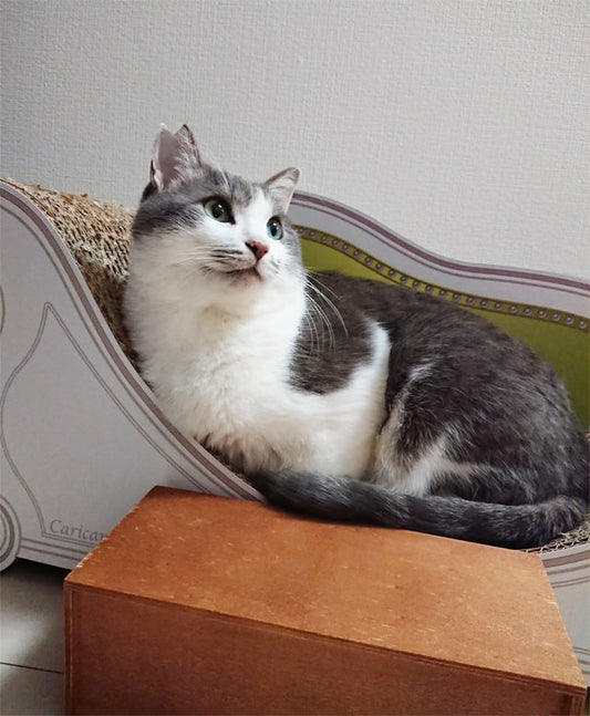 モスグリーンのグランデでにっこり微笑むうずら君