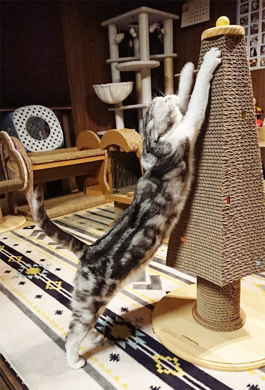 朝起きたら、ツリーで伸び〜?　スコティッシュフォールドのあるとちゃん