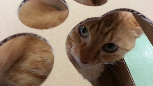 念願の夢叶う！わたくし、KAI工場長に会ってきました♪