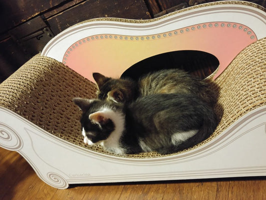 猫を飼う前に考えること ～猫の十戒～