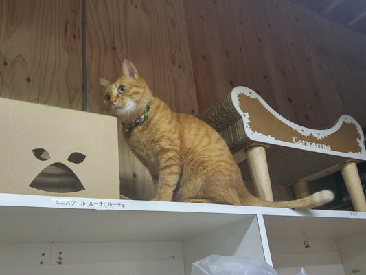 東海地区の猫飼いのみなさん、松坂屋名古屋店さんへ行ってください！