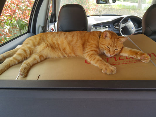 第二回ねこ検定を振り返る～すんごく難しかったんです！～