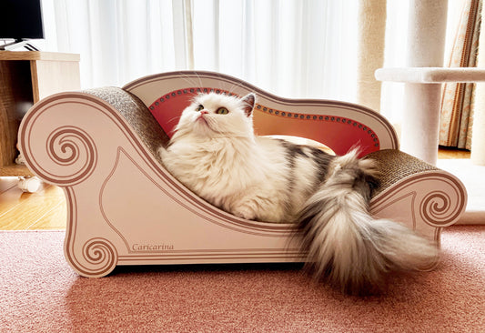 成長に合わせてBasicをサイズアップ。ミヌエットの琴乃ちゃん