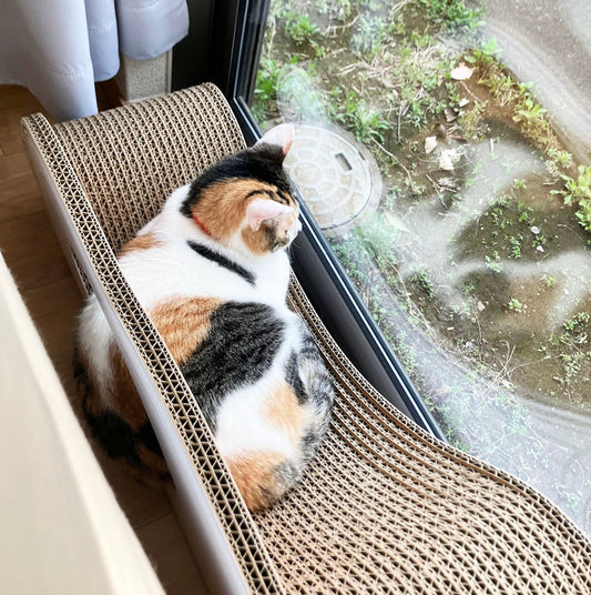 カリカリーナから毎日ニャルソック。三毛猫のアイカちゃん