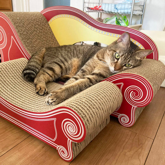 毎朝の爪とぎとくつろぎがルーティン♪Basicを愛用のみーちゃん