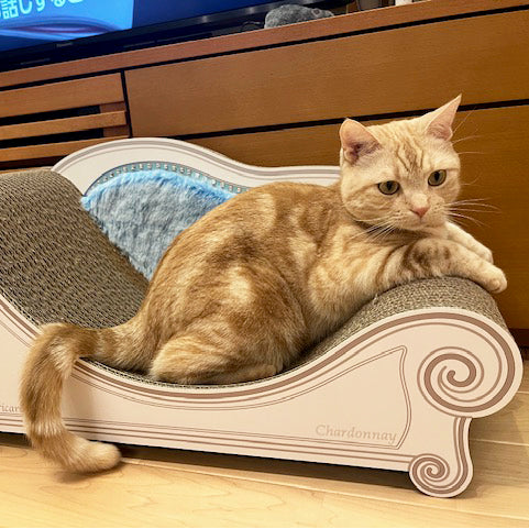 Luceに大満足♡ アメリカンショートヘアのシャルドネ君