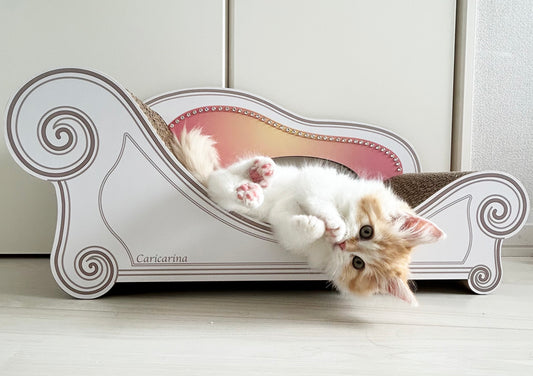 置いた瞬間から興味津々！ラガマフィンのメイちゃん