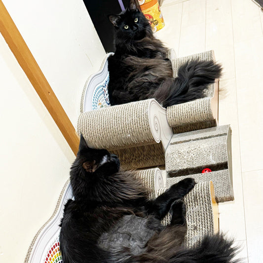 届いてすぐにcoppoに座った、神楽君とリュウ君