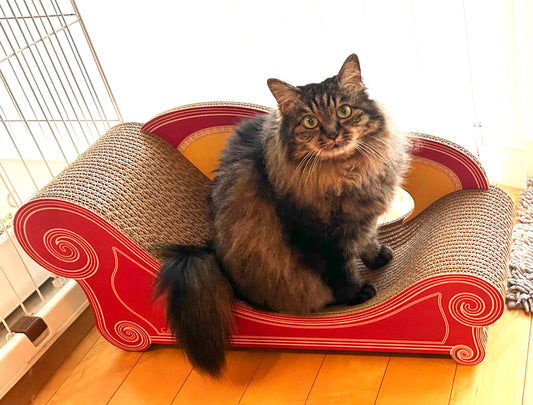 毎日トイレの後にカリカリ♪あんちゃん