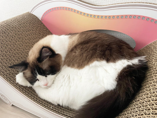 気付けばカリカリーナの上に。ラグドールのこゆきちゃん