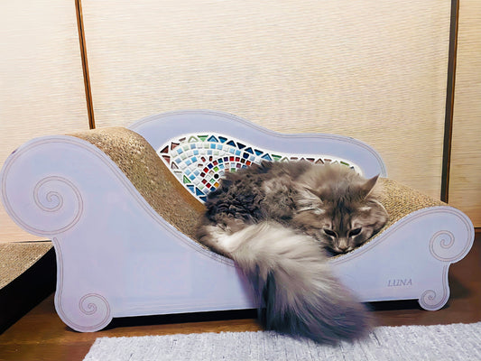 coppoでくつろぐ、サイベリアンのLUNAちゃん