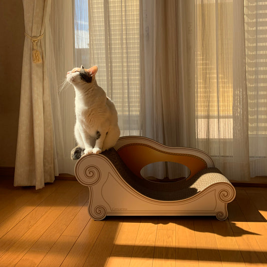 新調したBasicに大喜び♪三毛猫の京ちゃん