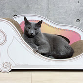 お気に入りの場所が増えて満足♪ロシアンブルーのベルちゃん